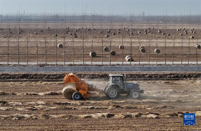 Hebei : le recyclage de la paille de riz contribue à la protection environnementale et à l'augmentation des revenus