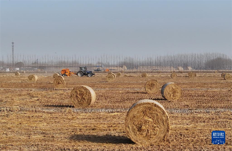 Hebei : le recyclage de la paille de riz contribue à la protection environnementale et à l'augmentation des revenus