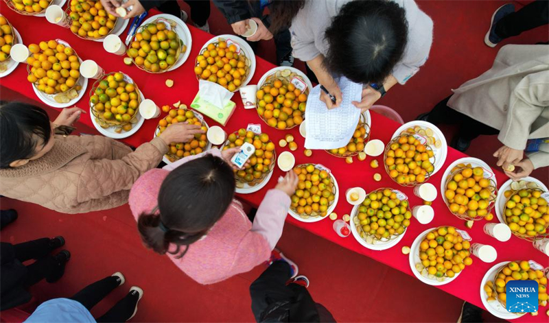 Guangxi : un concours de kumquats à Rong'an