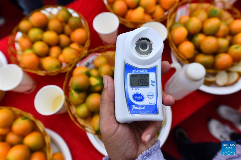 Guangxi : un concours de kumquats à Rong'an