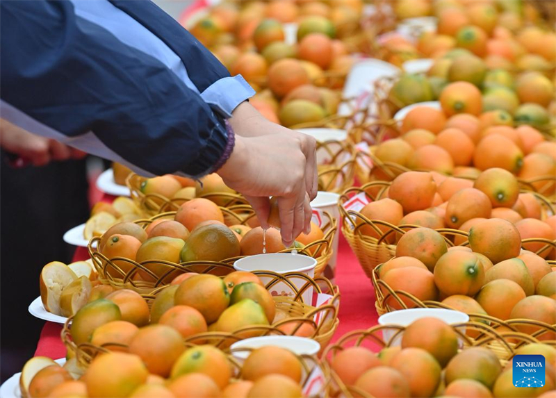 Guangxi : un concours de kumquats à Rong'an