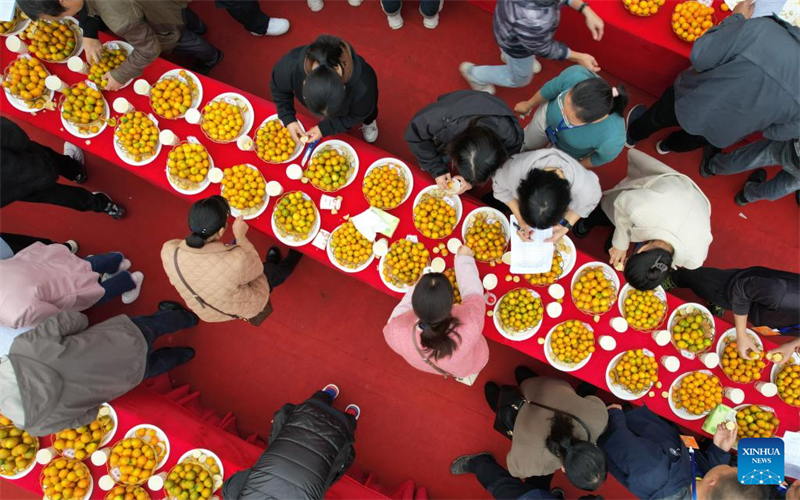 Guangxi : un concours de kumquats à Rong'an