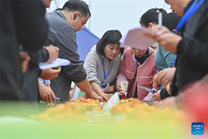 Guangxi : un concours de kumquats à Rong'an