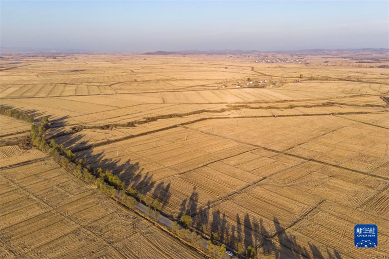 La production céréalière de la Chine supérieure à 650 millions de tonnes pour la neuvième année consécutive