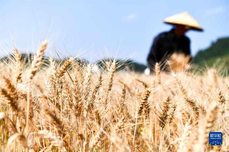 La production céréalière de la Chine supérieure à 650 millions de tonnes pour la neuvième année consécutive