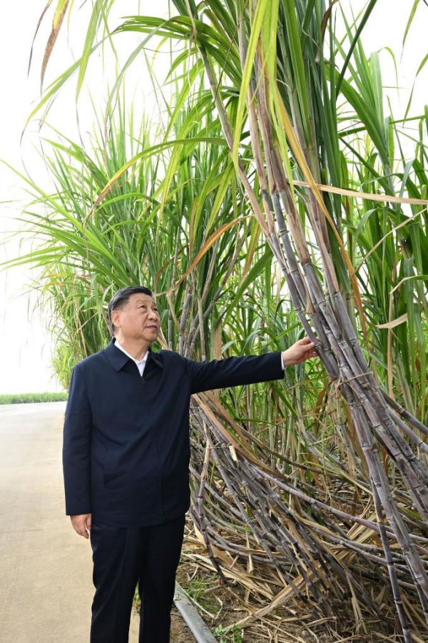 Xi Jinping inspecte la ville de Laibin au Guangxi