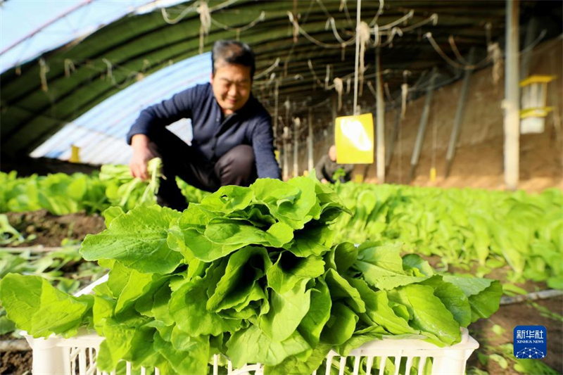 Hebei : les légumes sous abri entrent dans la pleine saison à Longyao