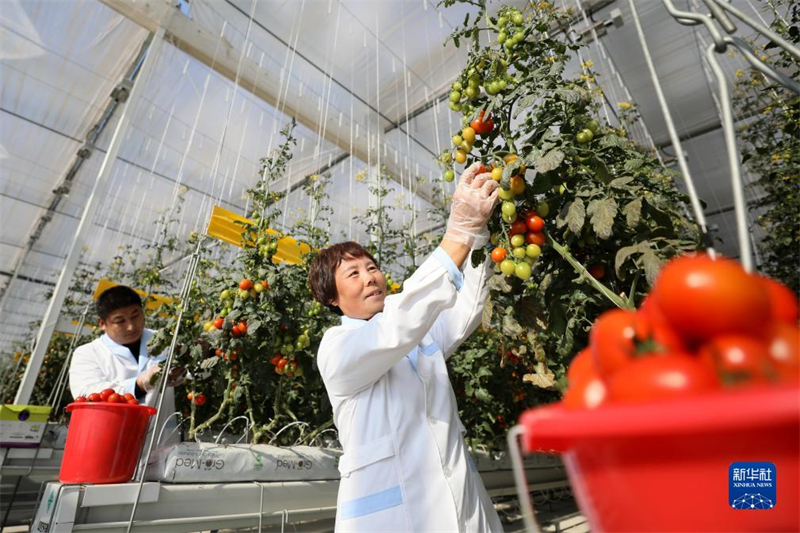 Hebei : les légumes sous abri entrent dans la pleine saison à Longyao