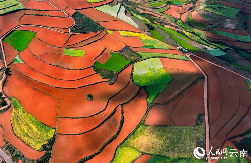 Les champs en terrasse colorés de Kunming ressemblent à une palette