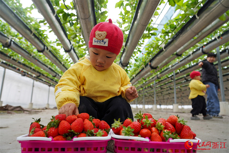 La récolte de fraises « suspendues » bat son plein dans la province du Zhejiang
