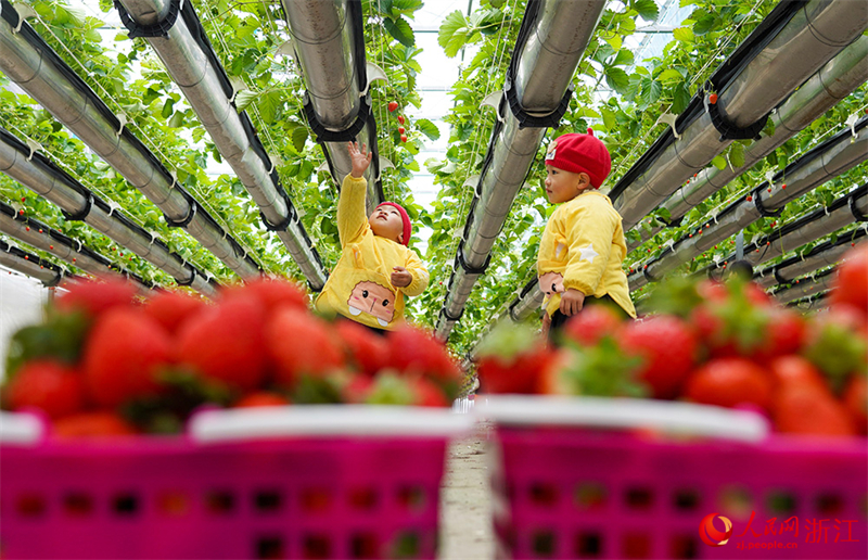 La récolte de fraises « suspendues » bat son plein dans la province du Zhejiang