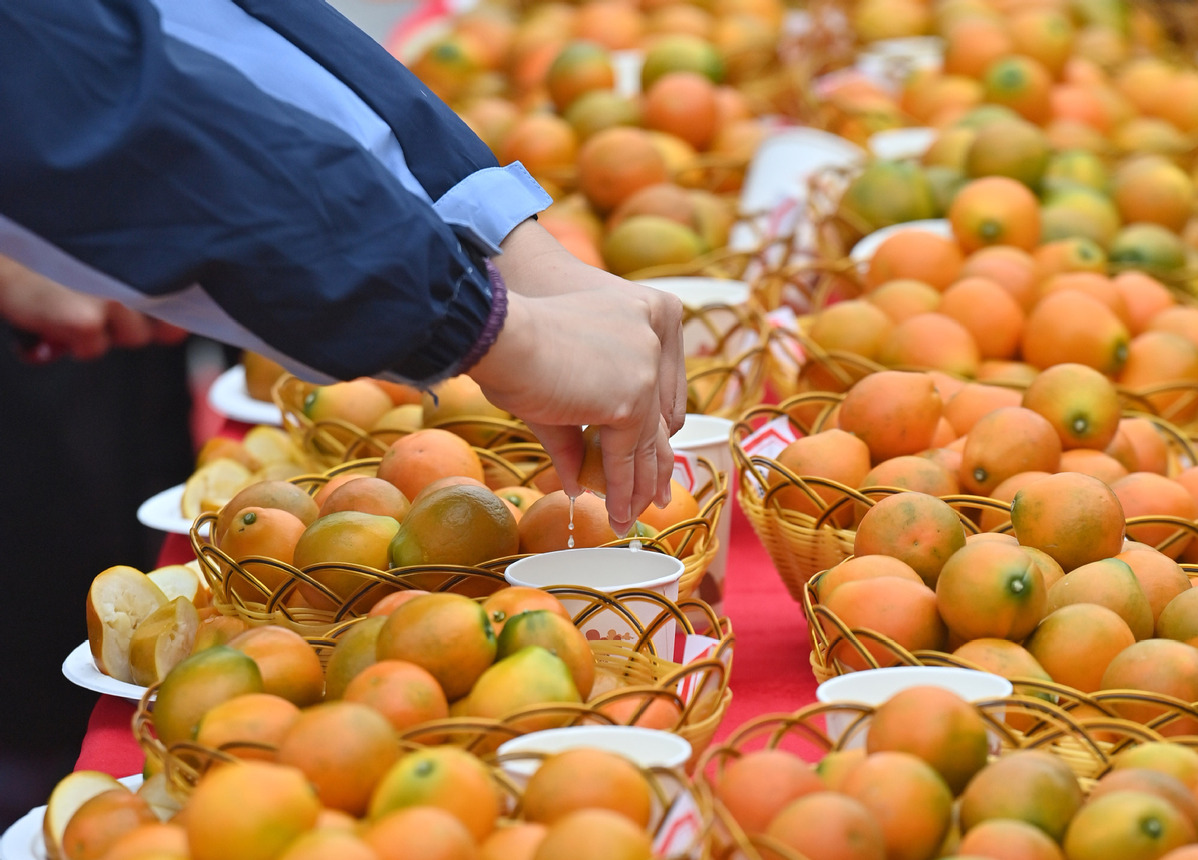 Des juges effectuent une évaluation complète lors d'un concours de kumquats dans le comté de Rong'an de la région autonome Zhuang du Guangxi (sud de la Chine), le 10 décembre 2023. La plantation de kumquats est devenue une véritable vache à lait pour les agriculteurs locaux de Rong'an. (Photo / Xinhua)
