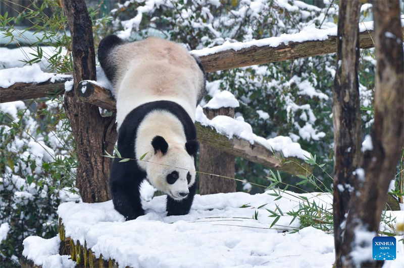 Rendez-vous avec la neige : l'hiver rafraîchit les paysages en Chine