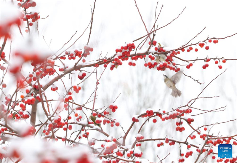 Rendez-vous avec la neige : l'hiver rafraîchit les paysages en Chine