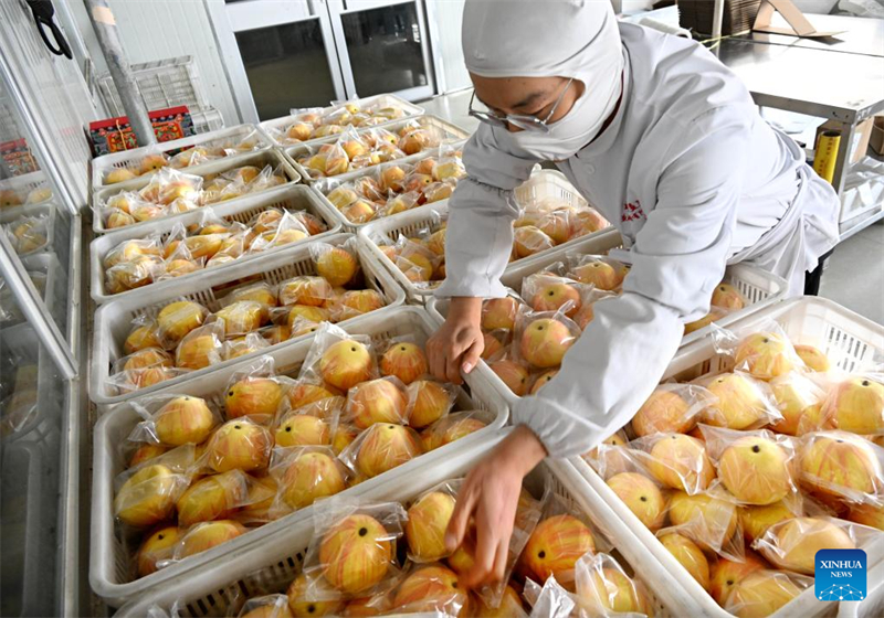Shandong : la préparation de produits à base de farine pour la fête du Printemps bat son plein