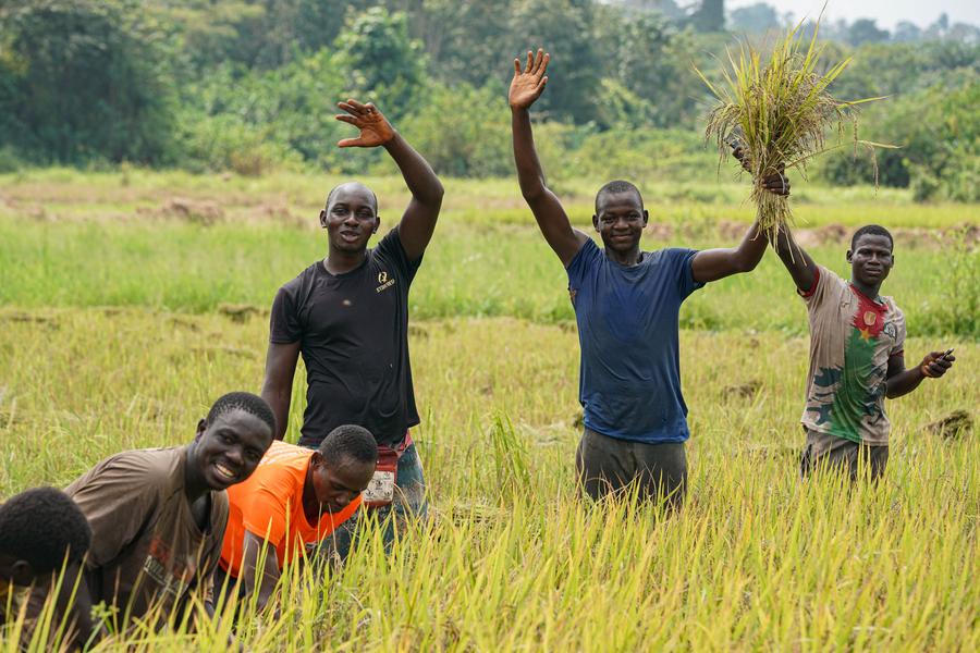 Des agriculteurs récoltent du riz paddy dans la zone hydroagricole de Guiguidou, à Divo en Côte d'Ivoire, le 8 janvier 2024. La zone de Guiguidou est une base de démonstration de la coopération agricole entre la Chine et la Côte d'Ivoire, ainsi qu'une base de culture de riz paddy de renommée nationale. (Xinhua/Han Xu)