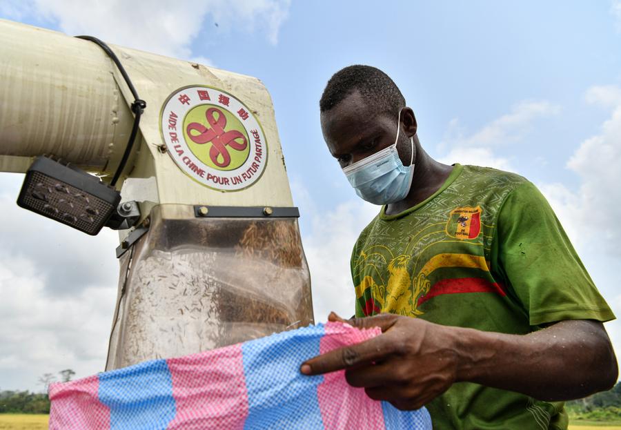 Un agriculteur emballe du riz paddy nouvellement récolté dans la zone hydroagricole de Guiguidou, à Divo, en Côte d'Ivoire, le 8 janvier 2024. (Xinhua/Han Xu)