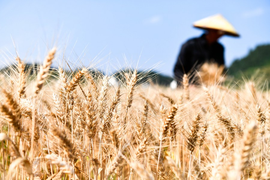 Un agriculteur récolte du blé à Yangtang, village du district de Kaiyang à Guiyang, dans la province chinoise du Guizhou (sud-ouest), le 31 mai 2023. (Photo : Yang Wenbin)