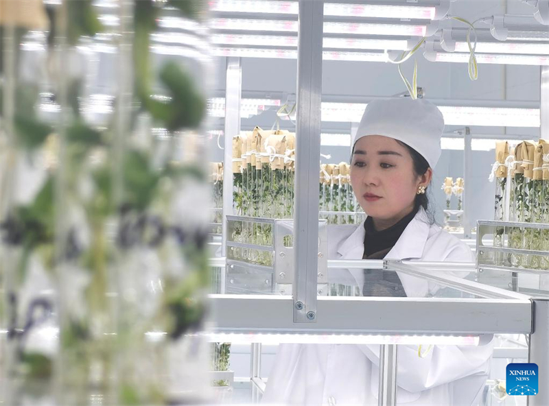 Un membre du personnel enregistre des informations sur les semences de pommes de terre au centre d'innovation technologique de Xisen Potato Industry Co., Ltd. dans le comté de Shangdu de la région autonome de Mongolie intérieure (nord de la Chine), le 8 janvier 2024. (Photo / Xinhua)