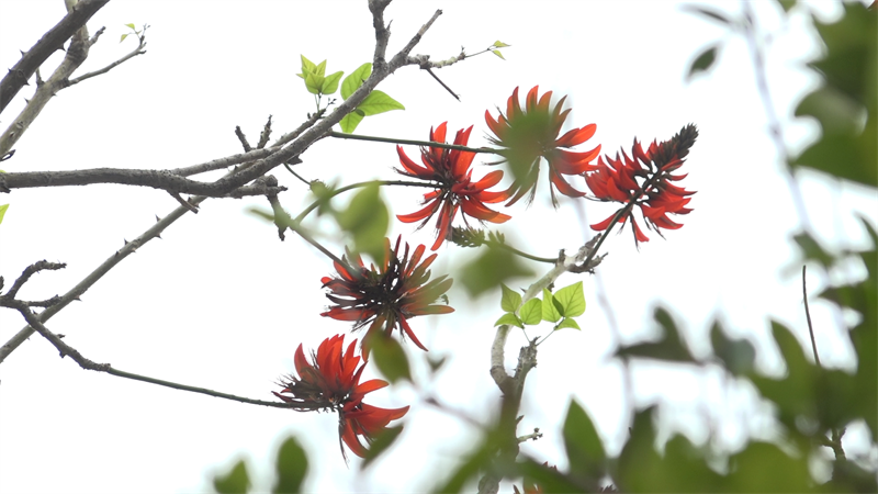 Des fleurs d'Erythrina à Quanzhou, dans la province du Fujian (sud-est de la Chine). (Photo fournie par la station de radio et de télévision de Quanzhou)