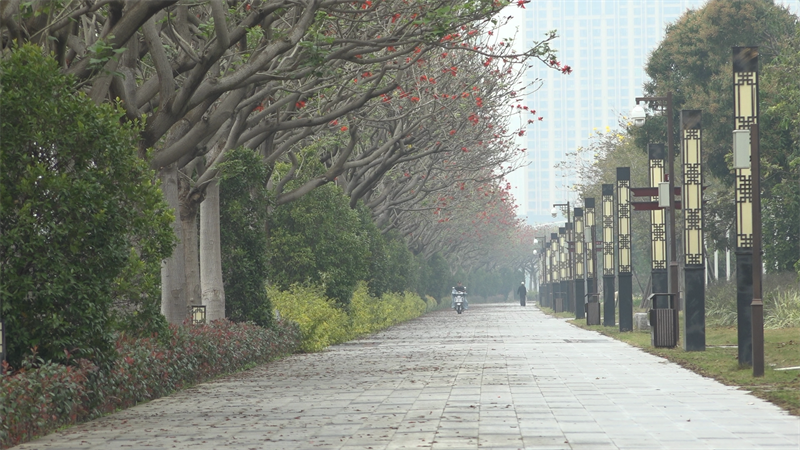 Fujian : les fleurs d'Erythrina fleurissent à Quanzhou, la « ville des Erythrinas »