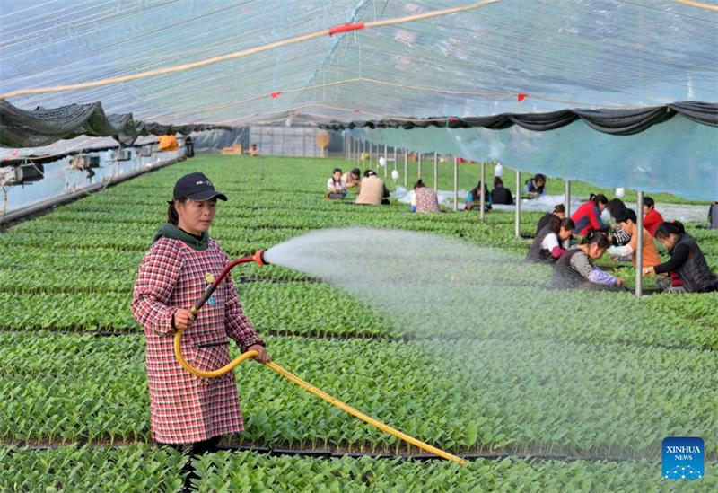 La ville de Luanzhou développe la culture sous serre pour augmenter le revenu des agriculteurs