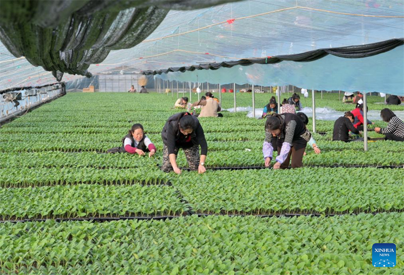 La ville de Luanzhou développe la culture sous serre pour augmenter le revenu des agriculteurs