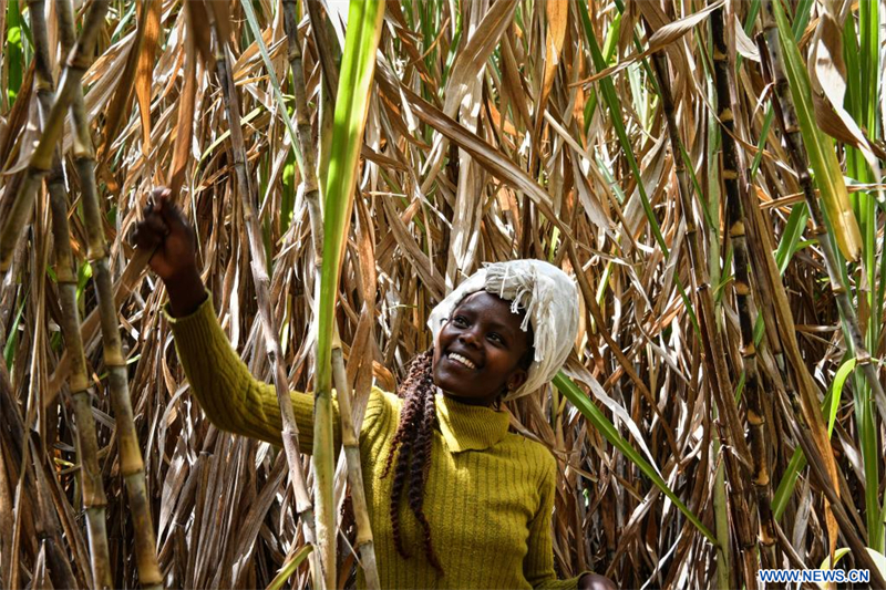 L'herbe Juncao au Kenya