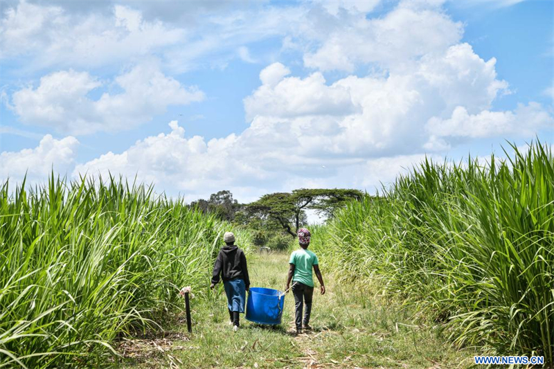 L'herbe Juncao au Kenya