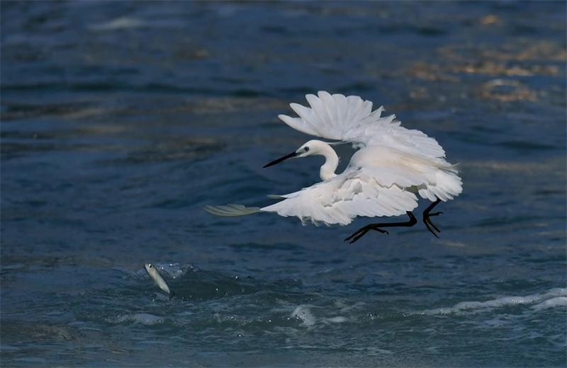 Le lac Yundang, un vrai paradis pour les aigrettes