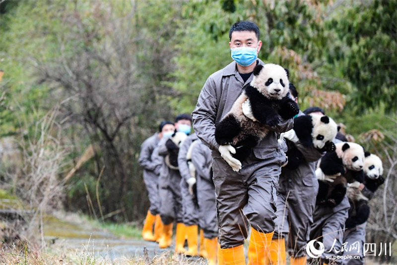 Sichuan : les petits pandas géants nés en 2023 envoient collectivement leur vœux pour célébrer le Nouvel An chinois