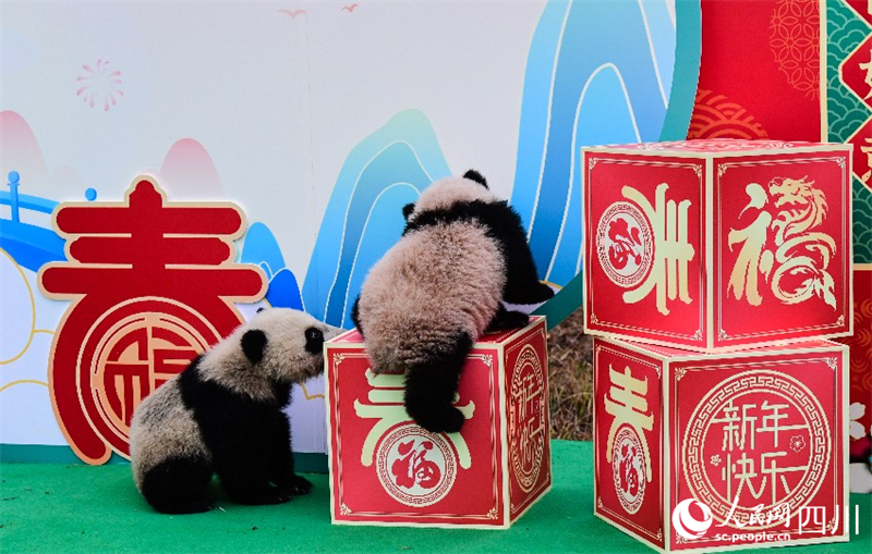 Sichuan : les petits pandas géants nés en 2023 envoient collectivement leur vœux pour célébrer le Nouvel An chinois