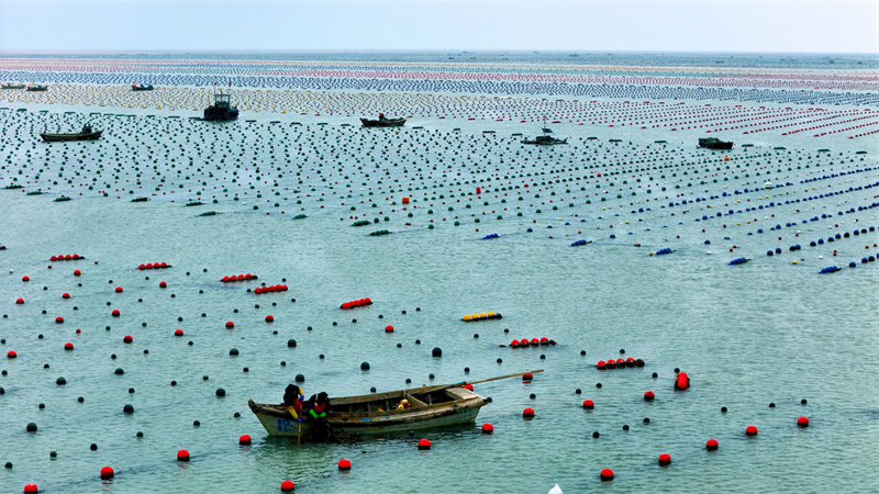 Shandong : « Labour de printemps en mer » à Rongcheng