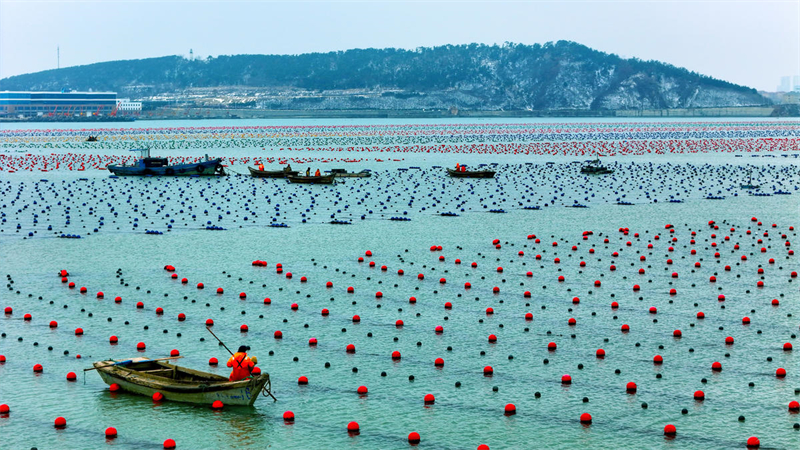 Shandong : « Labour de printemps en mer » à Rongcheng