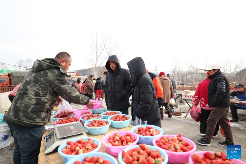Un agriculteur du district de Pinggu à Beijing vent des fraises sur un marché à Xiaying. (Sun Fanyue / Xinhua)