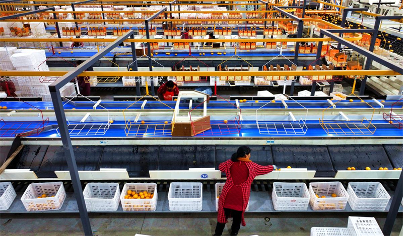 La province du Sichuan met en place un système de triage de fruits intelligent