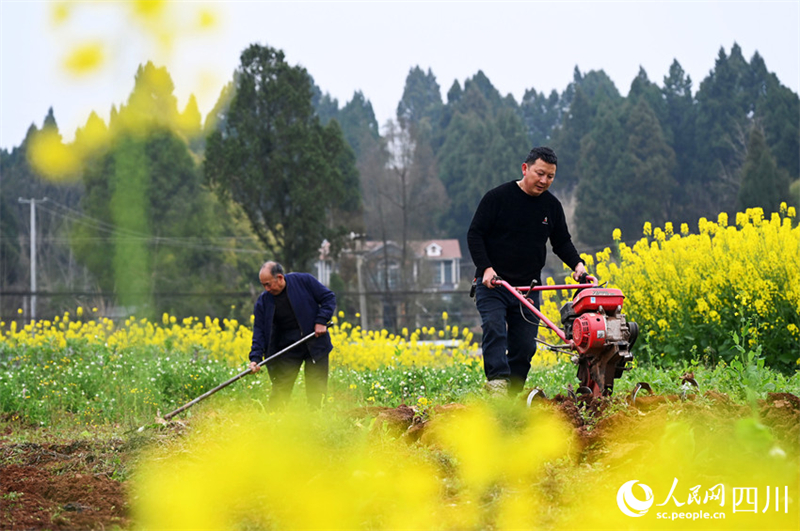 Les agriculteurs du Sichuan s'affairent en ce début de printemps