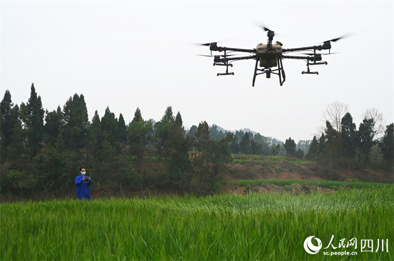 Les agriculteurs du Sichuan s'affairent en ce début de printemps