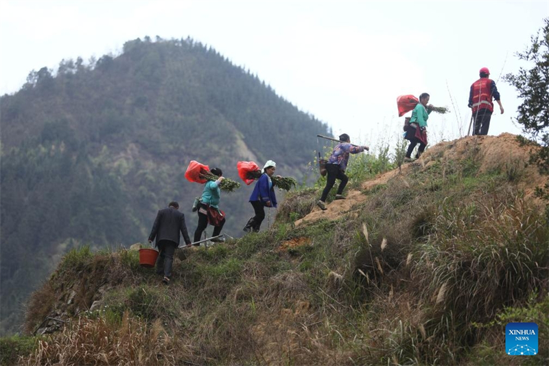 Guangxi : le cadre de vie du village de Wuying continue de s'améliorer grâce au programme de plantation d'arbres