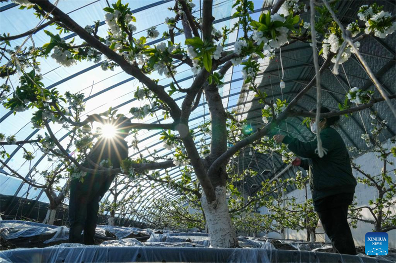 Heilongjiang : les serres améliorent l'efficacité de la production agricole à Jiamusi