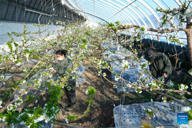 Heilongjiang : les serres améliorent l'efficacité de la production agricole à Jiamusi