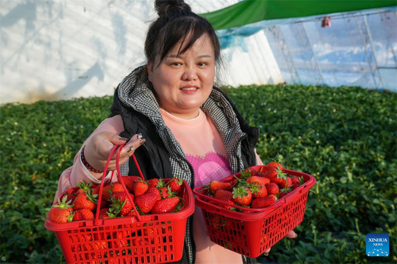 Heilongjiang : les serres améliorent l'efficacité de la production agricole à Jiamusi