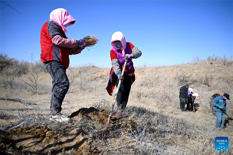 Ningxia : la ville de Lingwu lutte contre la désertification