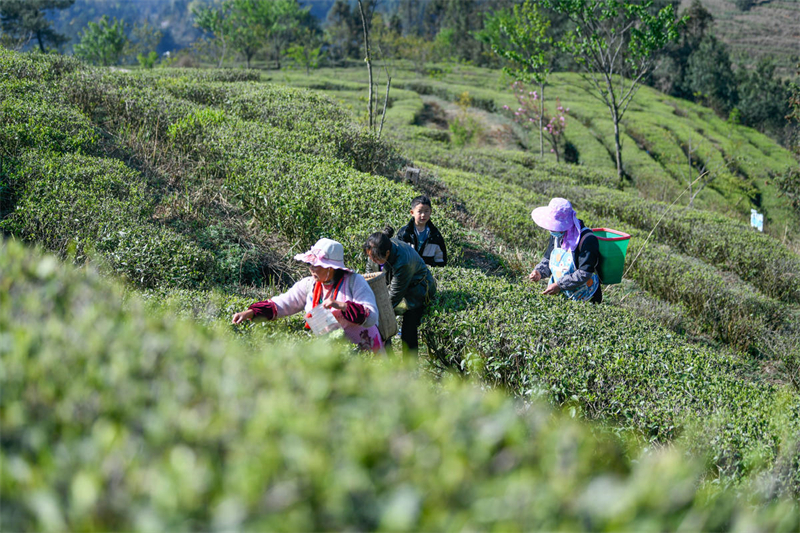 Guizhou : la cueillette de thé de printemps a commencé sur plus d'un millier d'hectares à Xingyi