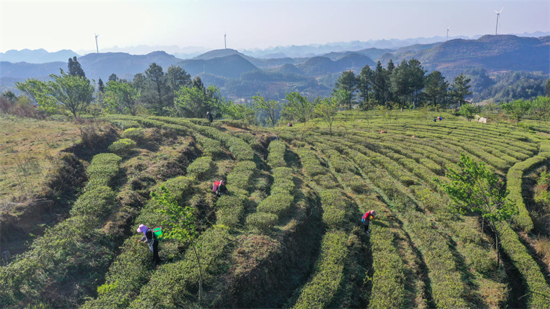 Guizhou : la cueillette de thé de printemps a commencé sur plus d'un millier d'hectares à Xingyi