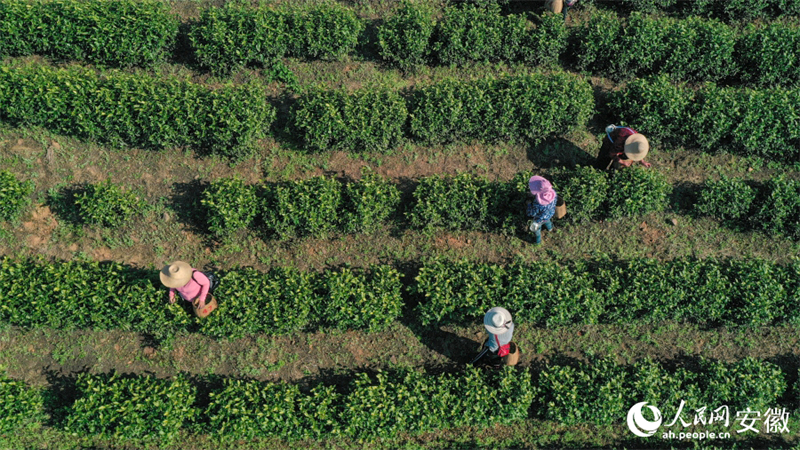 Anhui : la cueillette du thé de printemps bat son plein à Nanling