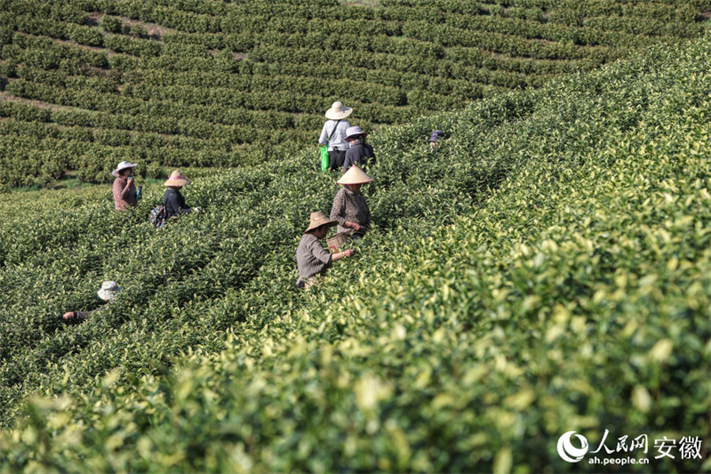 Anhui : la cueillette du thé de printemps bat son plein à Nanling