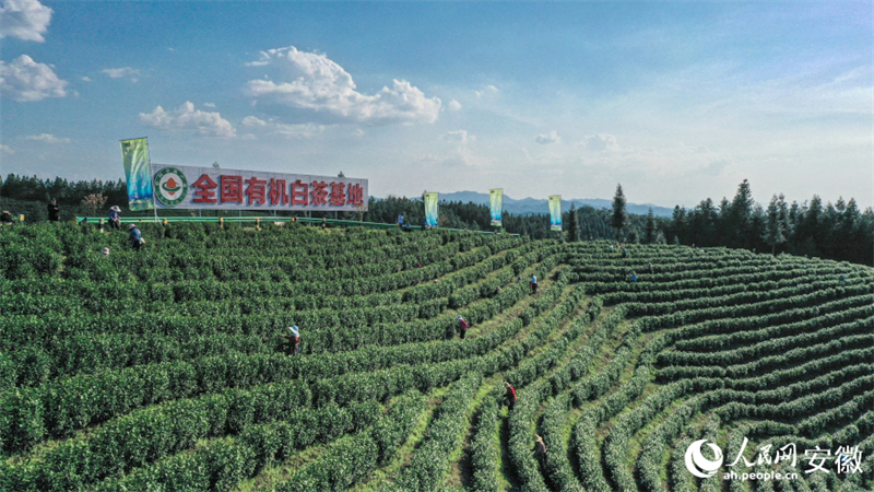 Anhui : la cueillette du thé de printemps bat son plein à Nanling