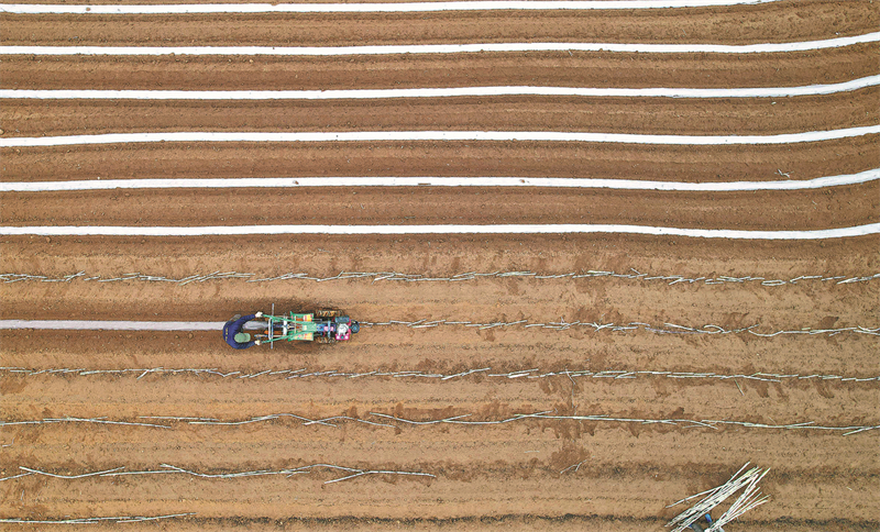 Un agriculteur conduit une machine agricole pour recouvrir les graines de canne à sucre nouvellement plantées d'un film de paillage dans le comté de Rongan de la région autonome Zhuang du Guangxi (sud de la Chine), le 27 février. (Tan Kaixing / Xinhua)