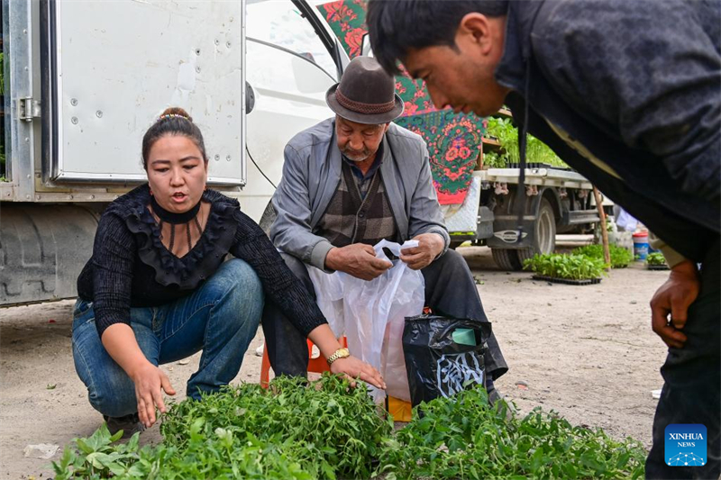 Xinjiang : comment des semences sous serre apportent la fortune à une jeune agricultrice d'Aksu